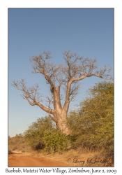 Baobab