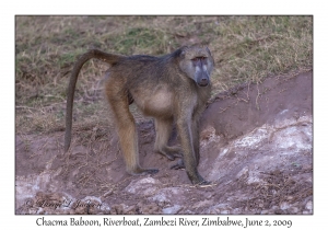 Chacma Baboon