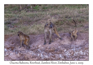 Chacma Baboons