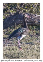 Spur-winged Goose