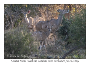 Greater Kudu