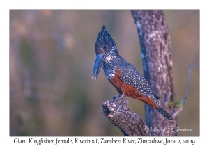 Giant Kingfisher, female