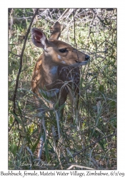 Bushbuck