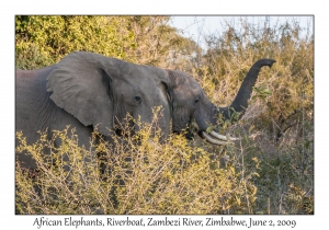 African Elephant