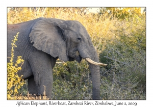 African Elephant