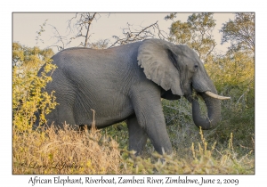 African Elephant