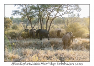 African Elephants