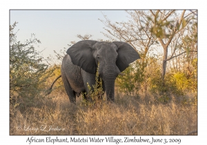 African Elephant