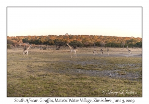 South African Giraffes