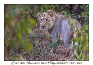 African Lion, male