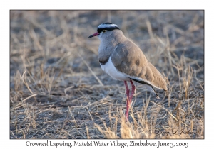 Crowned Lapwing