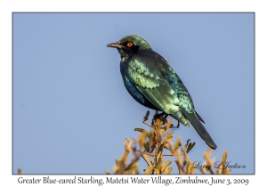 Greater Blue-eared Starling