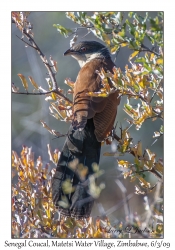 Senegal Coucal