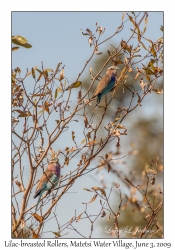 Lilac-breasted Rollers