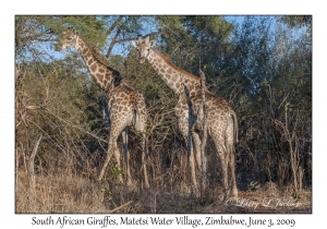 South African Giraffes