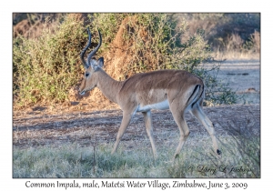 Common Impala, male