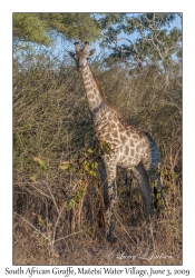 South African Giraffe