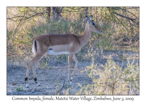 Common Impala, female