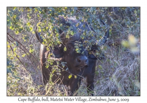 Cape Buffalo, bull