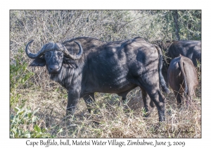 Cape Buffalo, bull