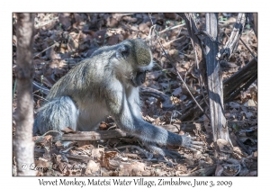 Vervet Monkey