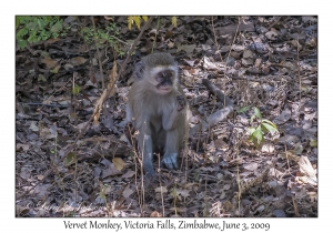 Vervet Monkey