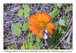 Bottergousblom & Unknown Butterfly