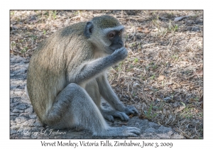 Vervet Monkey