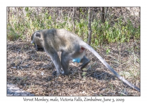 Vervet Monkey, male