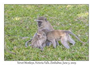 Vervet Monkeys