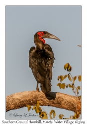 Southern Ground-hornbill