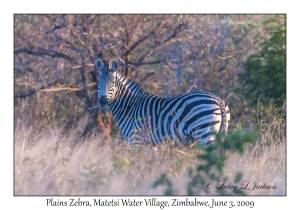 Plains Zebra