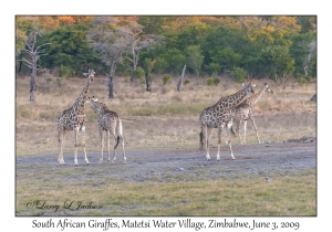 South African Giraffes