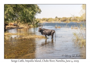 Sanga Cattle