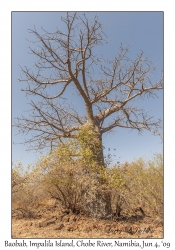 Baobab