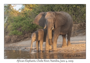 African Elephants