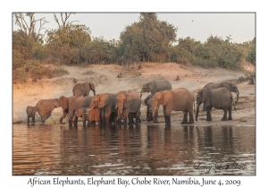 African Elephants