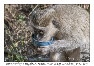 Vervet Monkey & Sugarbowl