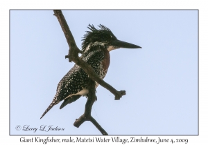 Giant Kingfisher, male