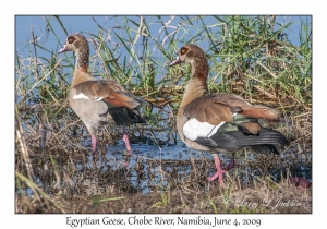 Egyptian Geese