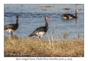 Spur-winged Geese