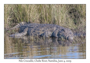 Nile Crocodile