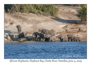 African Elephants