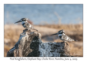 Pied Kingfisher, pair