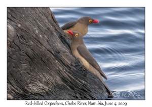 Red-billed Oxpeckers