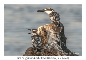 Pied Kingfishers