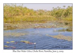 Blue Star Water Lilies