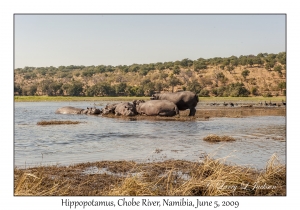 Hippopotamus