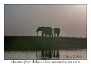 African Elephant Silhouettes