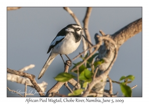 African Pied Wagtail